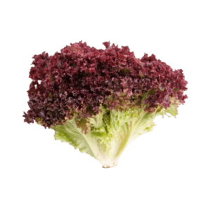 Lechuga Lollo Rossa un