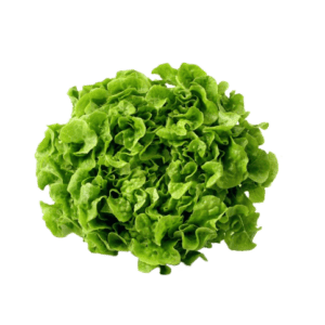 Lechuga Hoja Roble Verde un