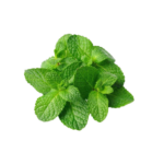 Menta fresca bolsa 80 gr