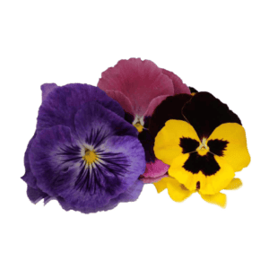 Disfruta flores comestibles frescas