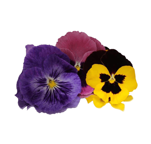 Disfruta flores comestibles frescas